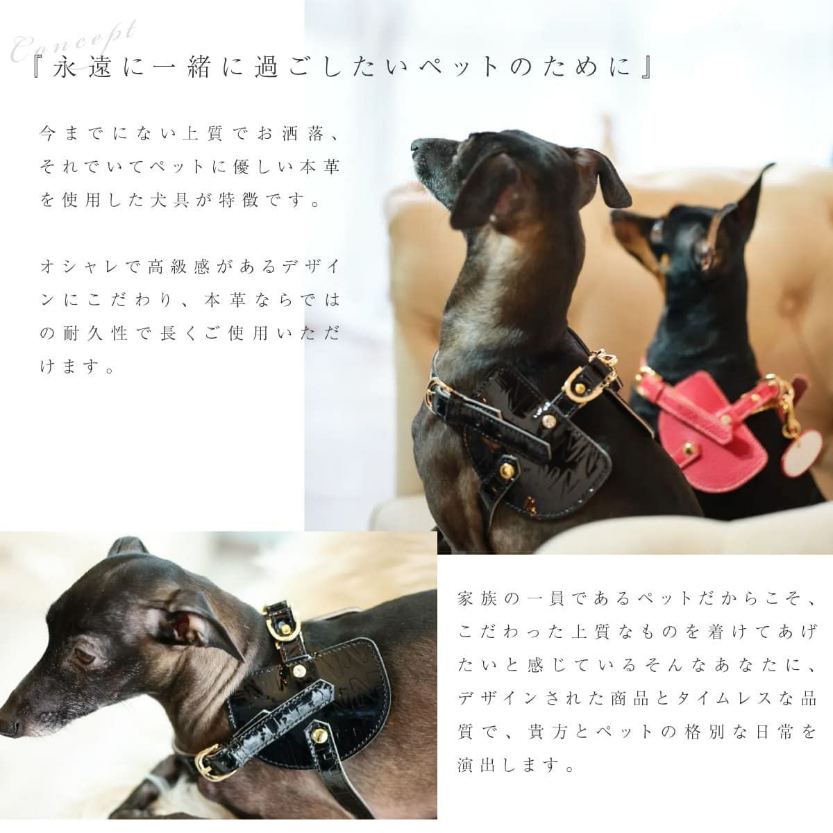 エヌアンドエフ ペット ハーネス＆リードセット 小型犬 ハーネス